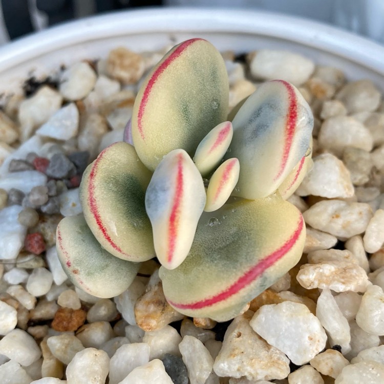 Plant image Cotyledon Orbiculata CV Fukushima variegated