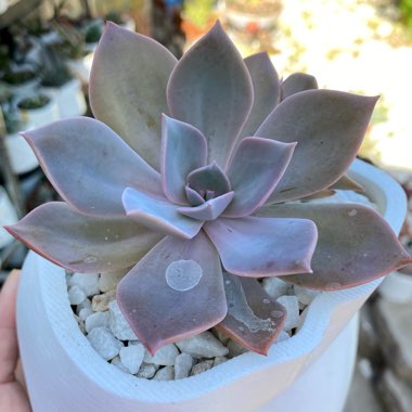 Echeveria