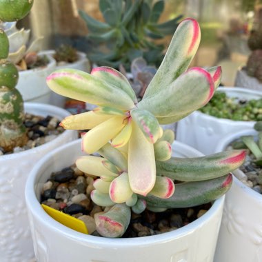 Cotyledon Orbiculata cv Variagata 