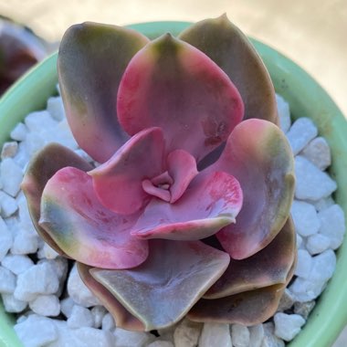 Echeveria Rainbow