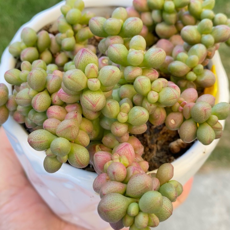 Plant image Crassula elegans