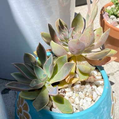 Echeveria Jules