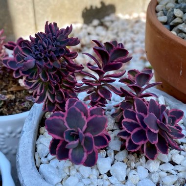 Sedum Dream Dazzler