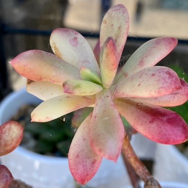 Echeveria Minibelle Verigated 