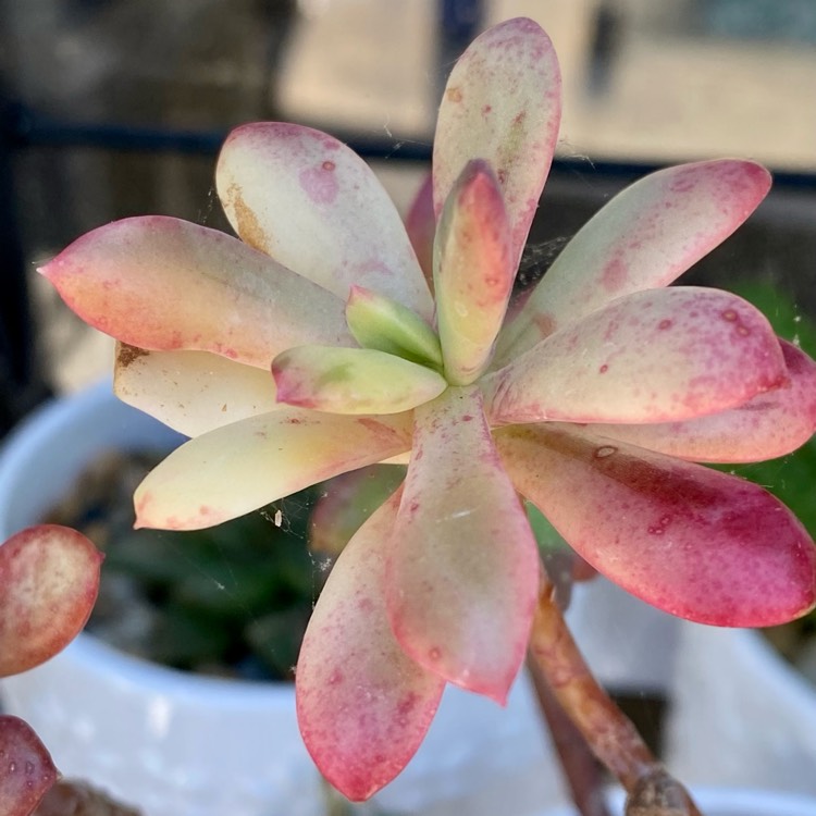 Plant image Echeveria Minibelle Verigated 