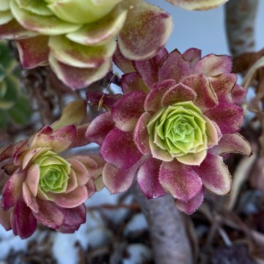 Aeonium ‘Fiesta'