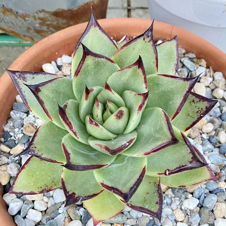 plant image 1481117