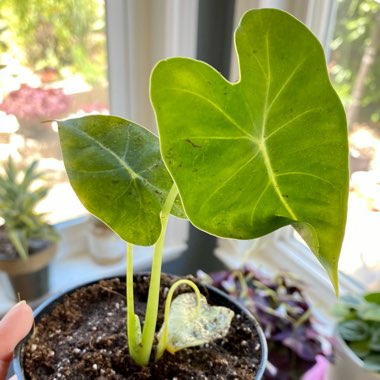 Alocasia Micholitziana 'Frydek'