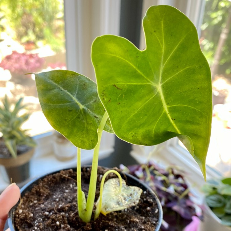 Plant image Alocasia Micholitziana 'Frydek'