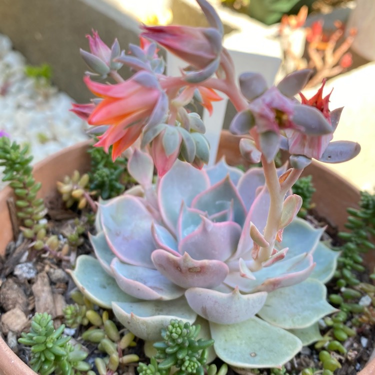 Plant image Echeveria Lotus