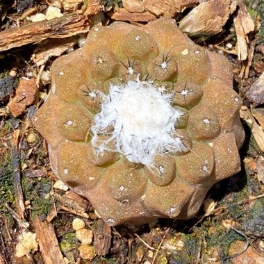 Copiapoa hypogaea