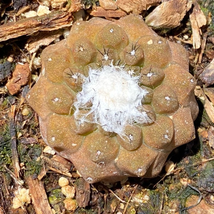 Plant image Copiapoa hypogaea