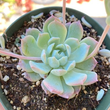 Echeveria Prolifica