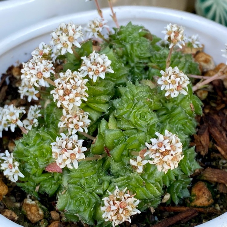 Plant image Crassula socialis