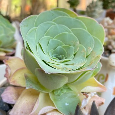 Aeonium Aureum