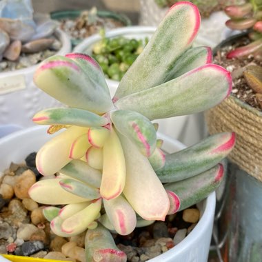 Cotyledon Orbiculata cv Variagata 