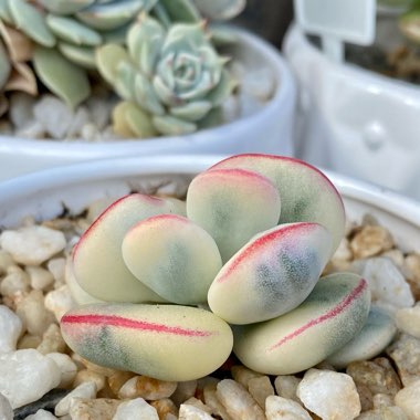 Cotyledon Orbiculata CV Fukushima variegated