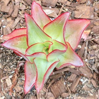 Echeveria Subrigida Fire And Ice