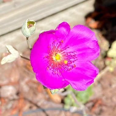 Calandrinia spectabilis syn. Calandrinia grandiflora