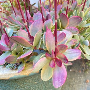 Crassula platyphylla variegated