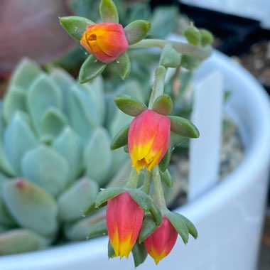 Echeveria Setosa var. Oteroi