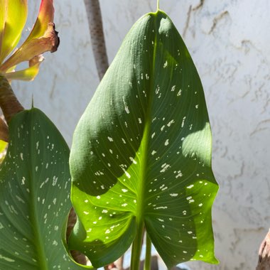 Zantedeschia 'White Giant'