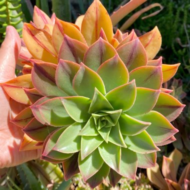 Aeonium Leucoblepharum