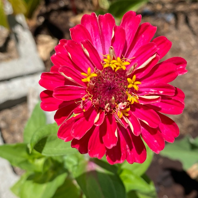 Plant image Zinnia elegans 'Moulin Rouge Mix'