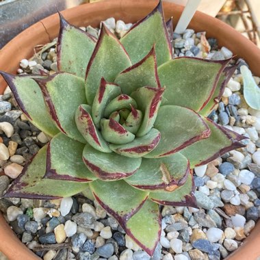 Echeveria Agavoides Ebony