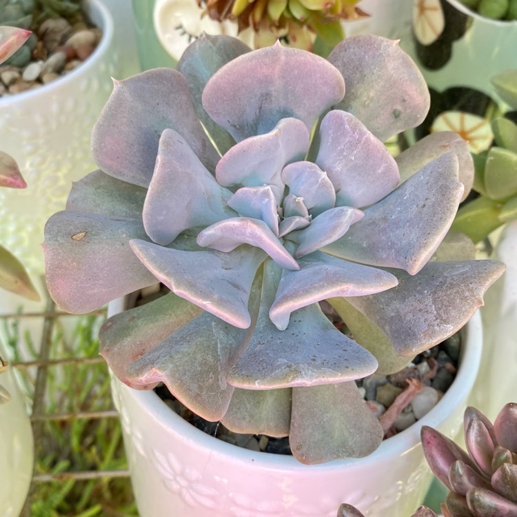 plant image 1501210