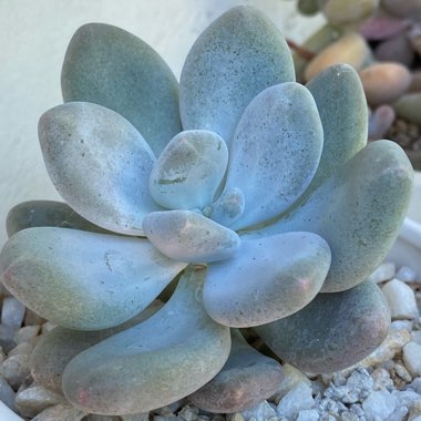 Pachyphytum Blue Haze