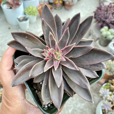 Echeveria Serrana