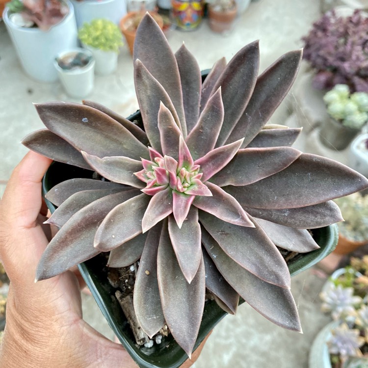 Plant image Echeveria Serrana