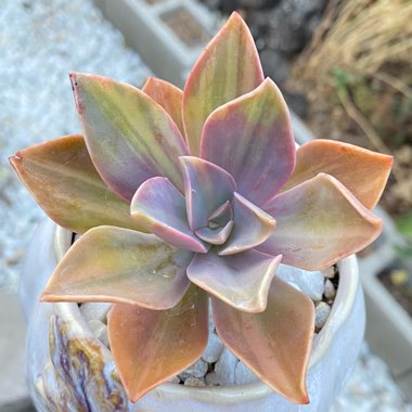 Graptoveria ‘Magnetic' Fred Ives Variagata