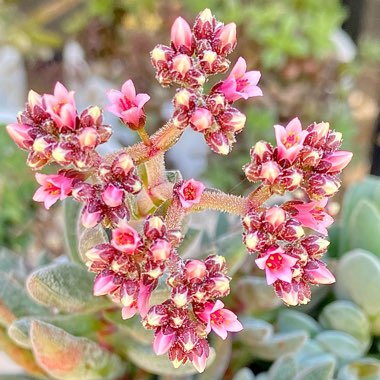 Crassula Justus Corderoy