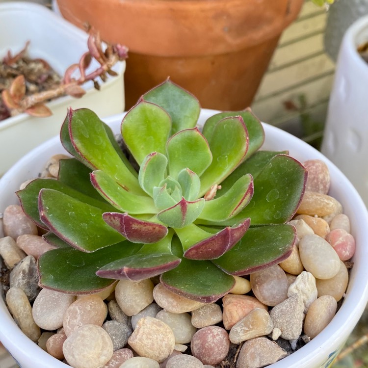 Plant image Echeveria Joan Daniel