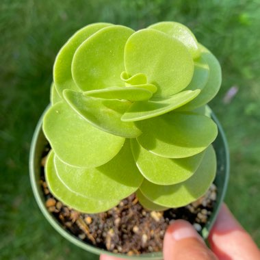 Portulaca Molokiniensis 