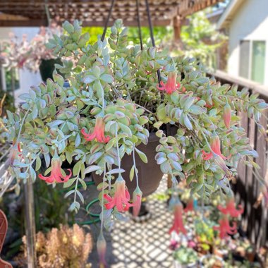 Cotyledon pendens