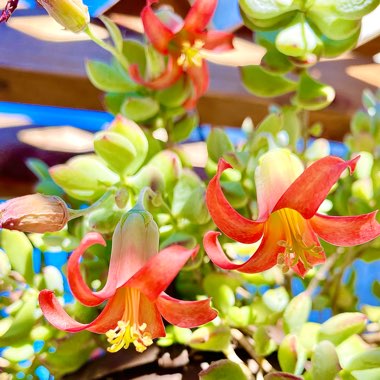 Cotyledon pendens