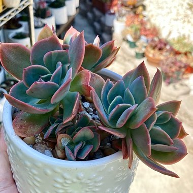 Echeveria Luella