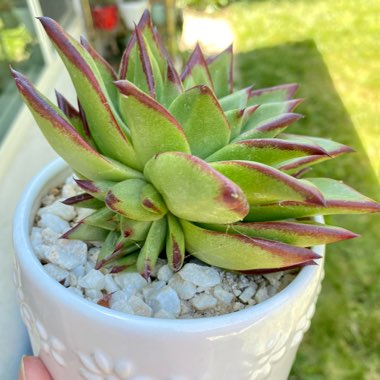 Echeveria Agavoides 'Lipstick'