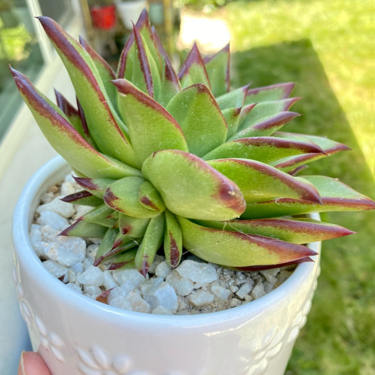 Plant image Echeveria Agavoides 'Lipstick'