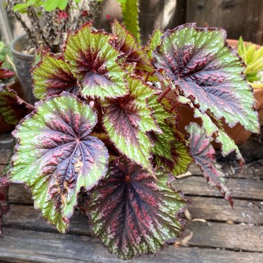 Begonia (Rex Cultorum Group) 'Painters Palette' (T Rex Series) syn. Begonia rex 'Painters Palette'