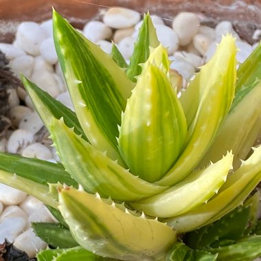 Aloe nobilis variegata