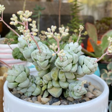 Crassula deceptor syn. Crassula deceptrix