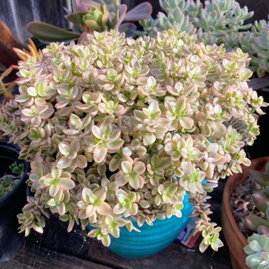 Crassula Volkensii f. Variegata