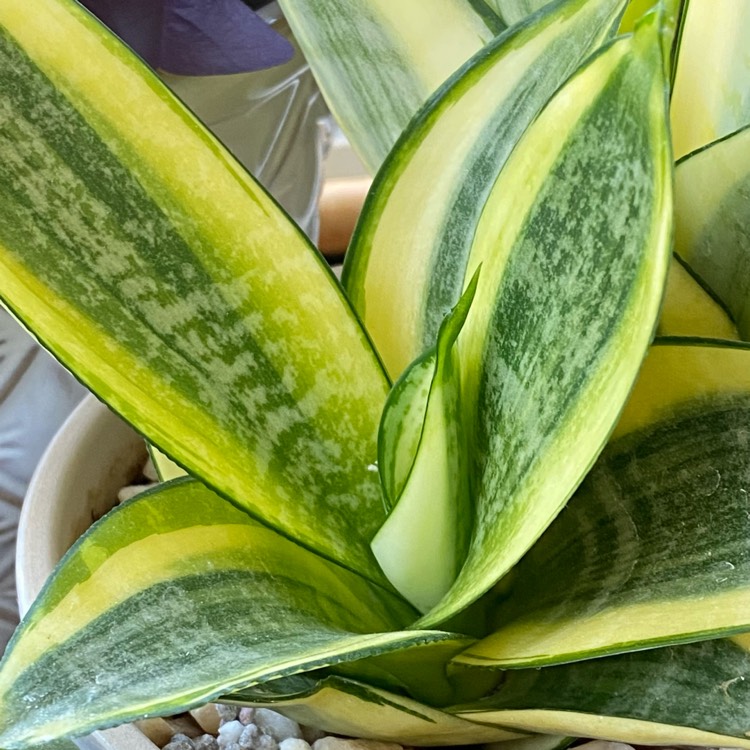 Sansevieria trifasciata 'Golden Hahnii', Golden Bird's Nest Snake Plant ...