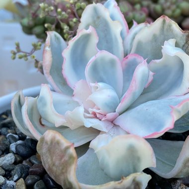 Echeveria Berkeley Variegata