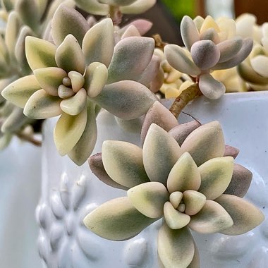 Graptopetalum Mirinae Variegata