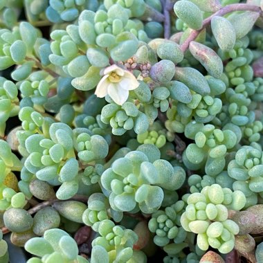 Sedum Dasyphyllum